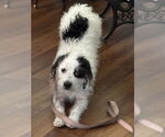 Small #7 Mutt