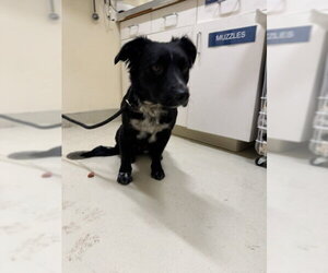 Border-Aussie Dogs for adoption in Fremont, CA, USA