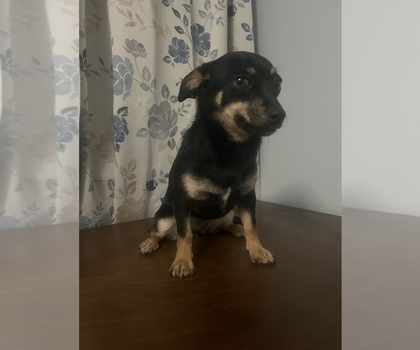 Medium Photo #13 Chihuahua Puppy For Sale in DURHAM, CT, USA