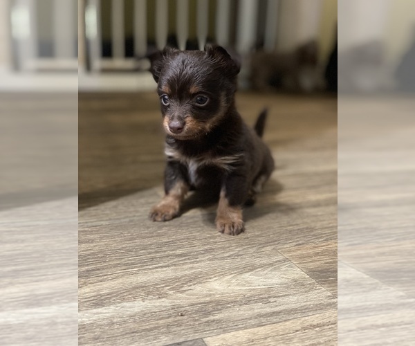 Medium Photo #3 Chihuahua Puppy For Sale in ARANSAS PASS, TX, USA
