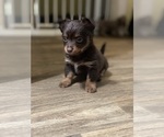 Small #2 Chihuahua