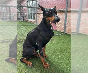 Doberman Pinscher Dogs for adoption in San Antonio, TX, USA