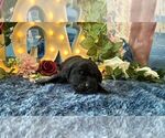 Small #1 Cane Corso