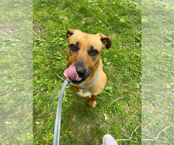 Medium Photo #3 American Pit Bull Terrier-Unknown Mix Puppy For Sale in Jackson , NJ, USA