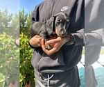 Small Photo #3 Dachshund Puppy For Sale in HIALEAH, FL, USA