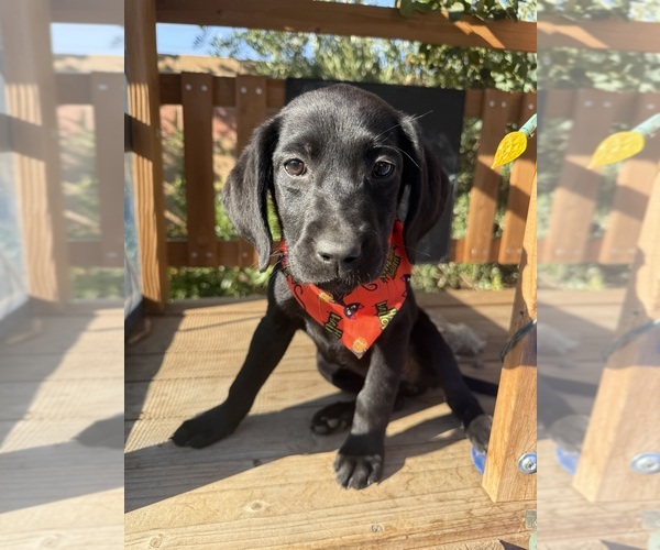 Medium Photo #1 Labrador Retriever Puppy For Sale in BEAUMONT, CA, USA