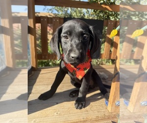 Labrador Retriever Puppy for Sale in BEAUMONT, California USA