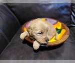 Small Photo #11 Golden Retriever Puppy For Sale in CHIMACUM, WA, USA