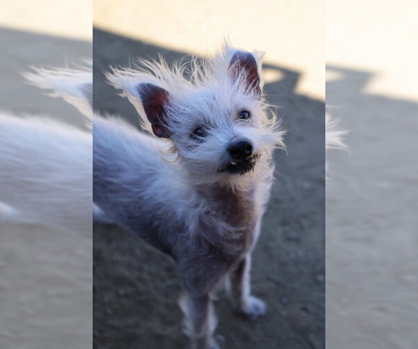 Medium Photo #2 Mutt Puppy For Sale in Studio City, CA, USA