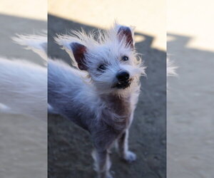 Scotch - Male Mutt Dog for Adoption - Photo #2