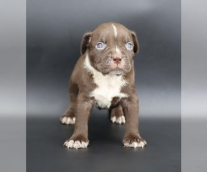 American Bully Puppy for sale in CHAMPAIGN, IL, USA