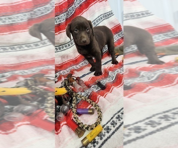 Medium Photo #20 Labrador Retriever Puppy For Sale in MERIDEN, KS, USA