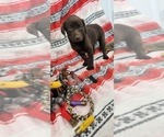Small Photo #20 Labrador Retriever Puppy For Sale in MERIDEN, KS, USA