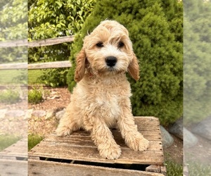 Brittany Puppy for sale in MIDDLEBURY, IN, USA