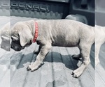 Small Photo #10 Cane Corso Puppy For Sale in SAINT JOSEPH, MO, USA