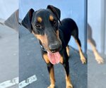 Small Photo #4 Doberman Pinscher-Unknown Mix Puppy For Sale in Lake Forest, CA, USA