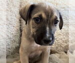 Small #8 American Pit Bull Terrier Mix