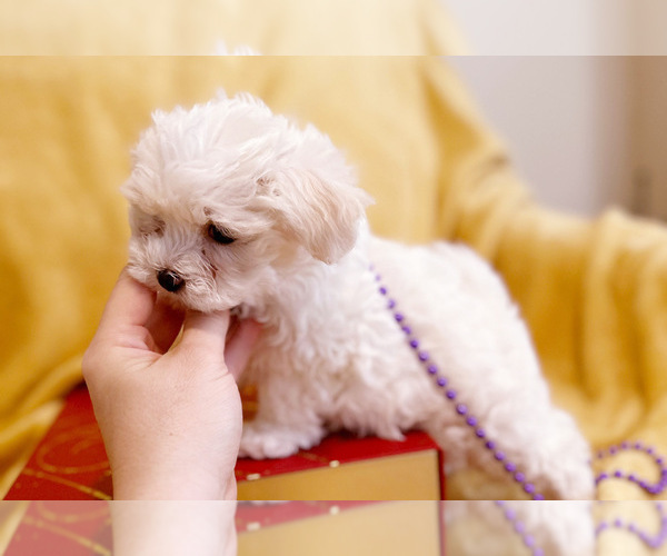 Medium Photo #2 Maltese Puppy For Sale in CHARLOTTE, NC, USA