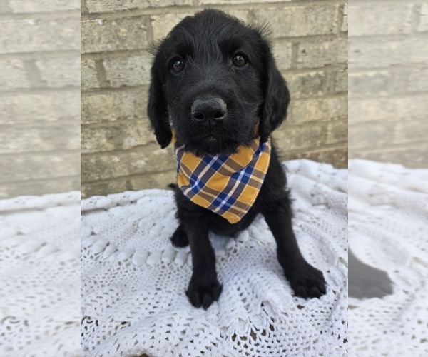 Medium Photo #1 Labradoodle Puppy For Sale in WILLIAMSTOWN, KY, USA