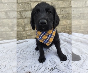 Labradoodle Puppy for Sale in WILLIAMSTOWN, Kentucky USA