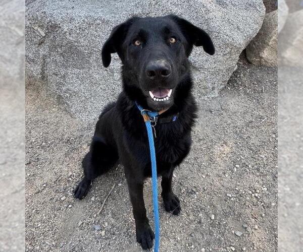 Medium Photo #14 Labrador Retriever-Unknown Mix Puppy For Sale in San Diego, CA, USA
