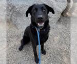 Small #13 Labrador Retriever Mix