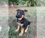 Small Photo #22 German Shepherd Dog Puppy For Sale in EAGLE CREEK, OR, USA