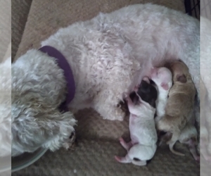 Havapoo Puppy for Sale in HURRICANE MILLS, Tennessee USA