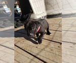Small Photo #7 Cane Corso Puppy For Sale in TRINIDAD, CO, USA