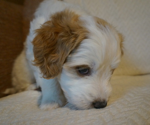 Medium Photo #3 Golden Mountain Doodle  Puppy For Sale in JIM FALLS, WI, USA