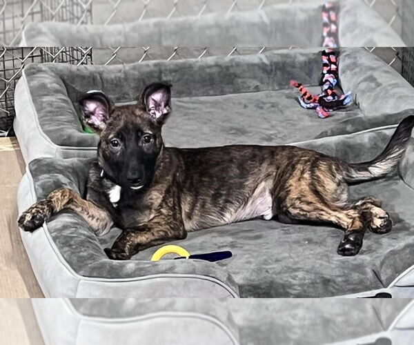 Medium Photo #1 Mutt Puppy For Sale in Imlay City, MI, USA