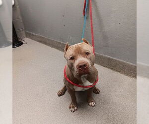 American Pit Bull Terrier-Unknown Mix Dogs for adoption in Las Vegas, NV, USA