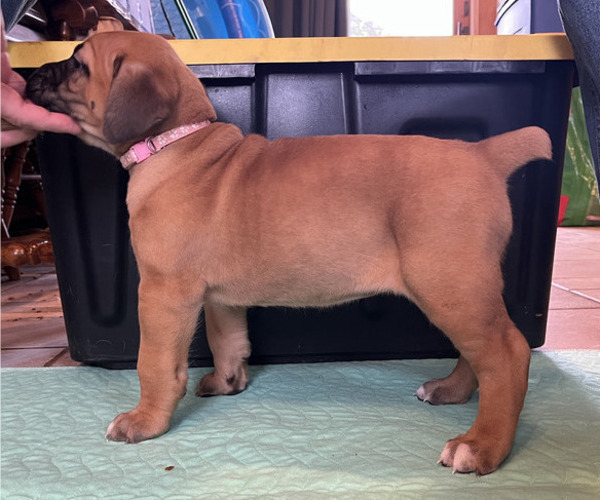 Medium Photo #4 Boerboel-Cane Corso Mix Puppy For Sale in MARION, OH, USA