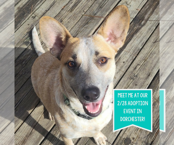 Medium Photo #8 Catahoula Leopard Dog-Unknown Mix Puppy For Sale in Boston, MA, USA