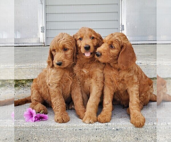 Medium Photo #3 Goldendoodle Puppy For Sale in LEOLA, PA, USA