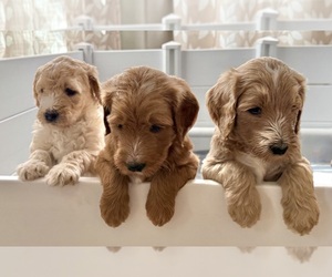 Goldendoodle Litter for sale in MONUMENT, CO, USA