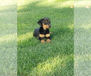 Doberman Pinscher Dog for Adoption in TULARE, California USA