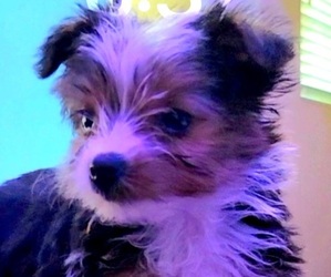 Yorkshire Terrier Puppy for Sale in FONTANA, California USA