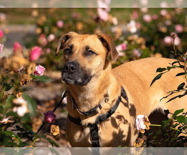 Medium Photo #3 German Shepherd Dog-Unknown Mix Puppy For Sale in Pasadena, CA, USA