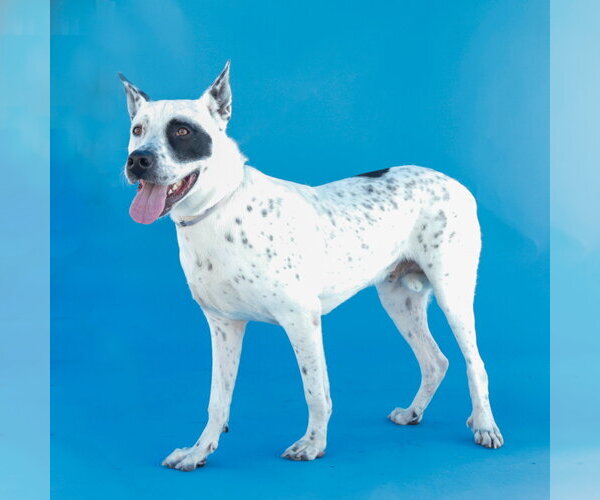 Medium Photo #2 Mutt Puppy For Sale in Pasadena, CA, USA