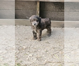 Aussie-Poo Puppy for sale in MURPHYSBORO, IL, USA