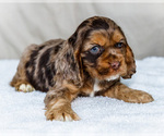Puppy Blaze Cocker Spaniel