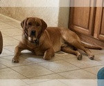 Small Photo #1 Golden Labrador Puppy For Sale in SCOTTSDALE, AZ, USA
