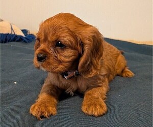 Medium Cavalier King Charles Spaniel