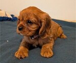 Puppy Tiger Cavalier King Charles Spaniel