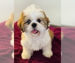 Puppy Baxter Shih Tzu