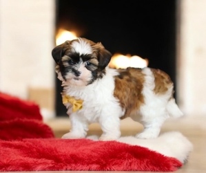Shih Tzu Puppy for sale in NOVI, MI, USA