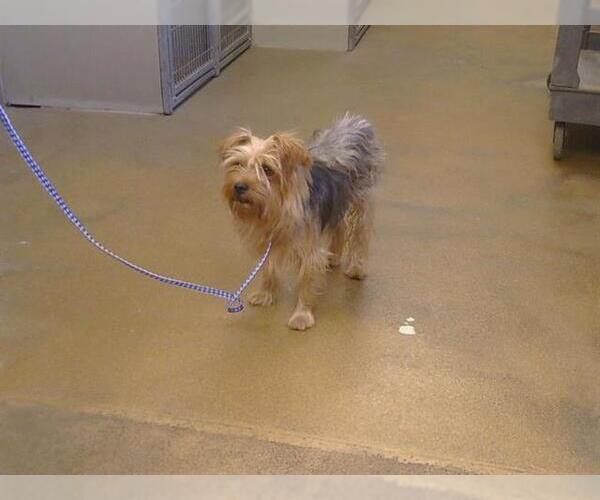 Medium Photo #1 Mutt Puppy For Sale in Sacramento, CA, USA