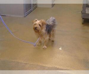 Mutt Dogs for adoption in Sacramento, CA, USA