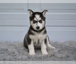 German Shepherd Dog-Siberian Husky Mix Puppy for sale in MILLERSBURG, OH, USA